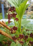 Ribes procumbens. Соцветие и листья. Республика Бурятия, Баунтовский эвенкийский р-н, пос. Северный, подворье, самопроизвольное произрастание. 19.06.2013.