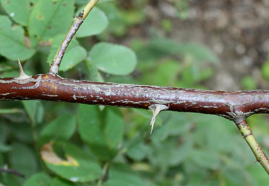 Image of Rosa villosa specimen.