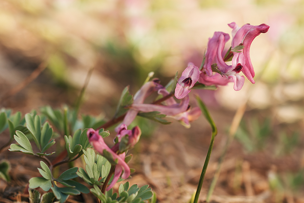 Изображение особи Corydalis paczoskii.