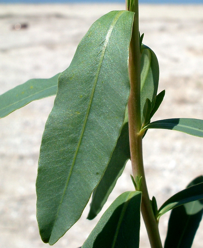 Image of Euphorbia iberica specimen.
