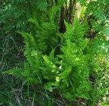 Dryopteris cristata. Куртина растений. Курская обл., Фатежский р-н, с. Игино, берег Железногорского (Копёнского) вдхр. 14 июня 2007 г.