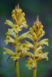 Orobanche laxissima