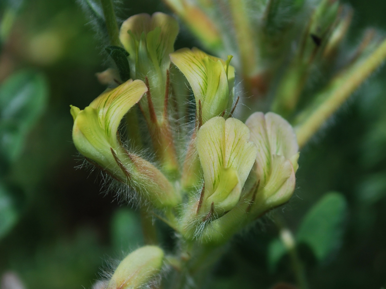 Изображение особи Astragalus mucidus.