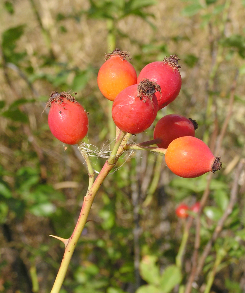 Изображение особи Rosa lupulina.