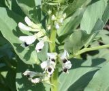 Vicia faba. Часть стебля с соцветиями. Восточный Казахстан, Уланский р-н, с. Украинка, дачный участок. 04.07.2008.