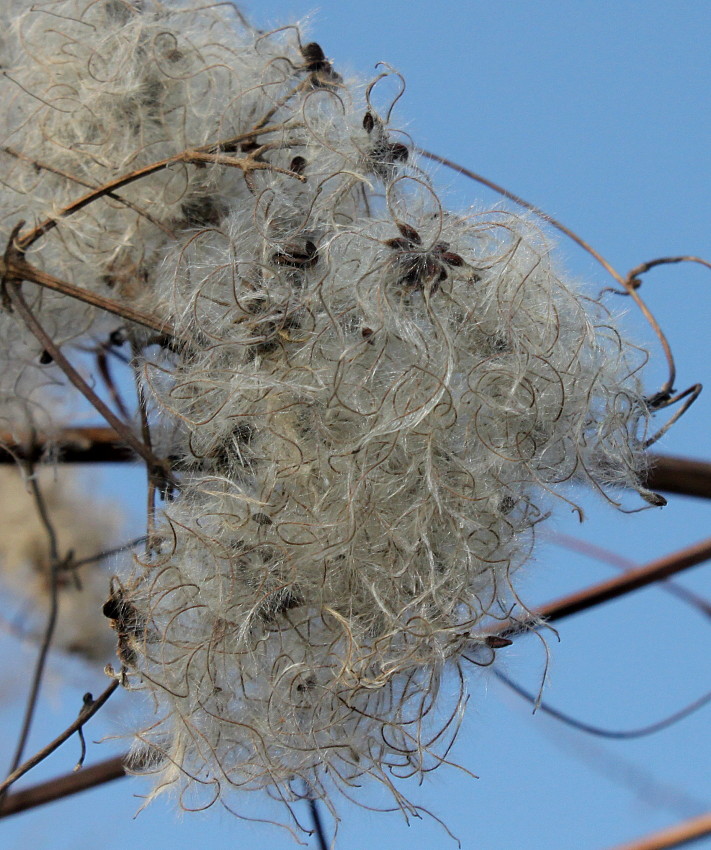 Изображение особи Clematis vitalba.