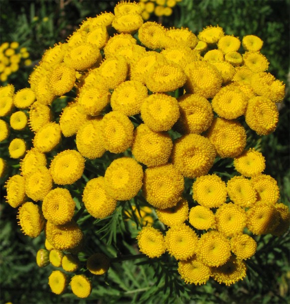 Изображение особи Tanacetum vulgare.