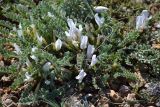 Astragalus rupifragus. Цветущее растение в петрофитной степи. Крым, Севастополь, Караньское плато. 12.04.2014.