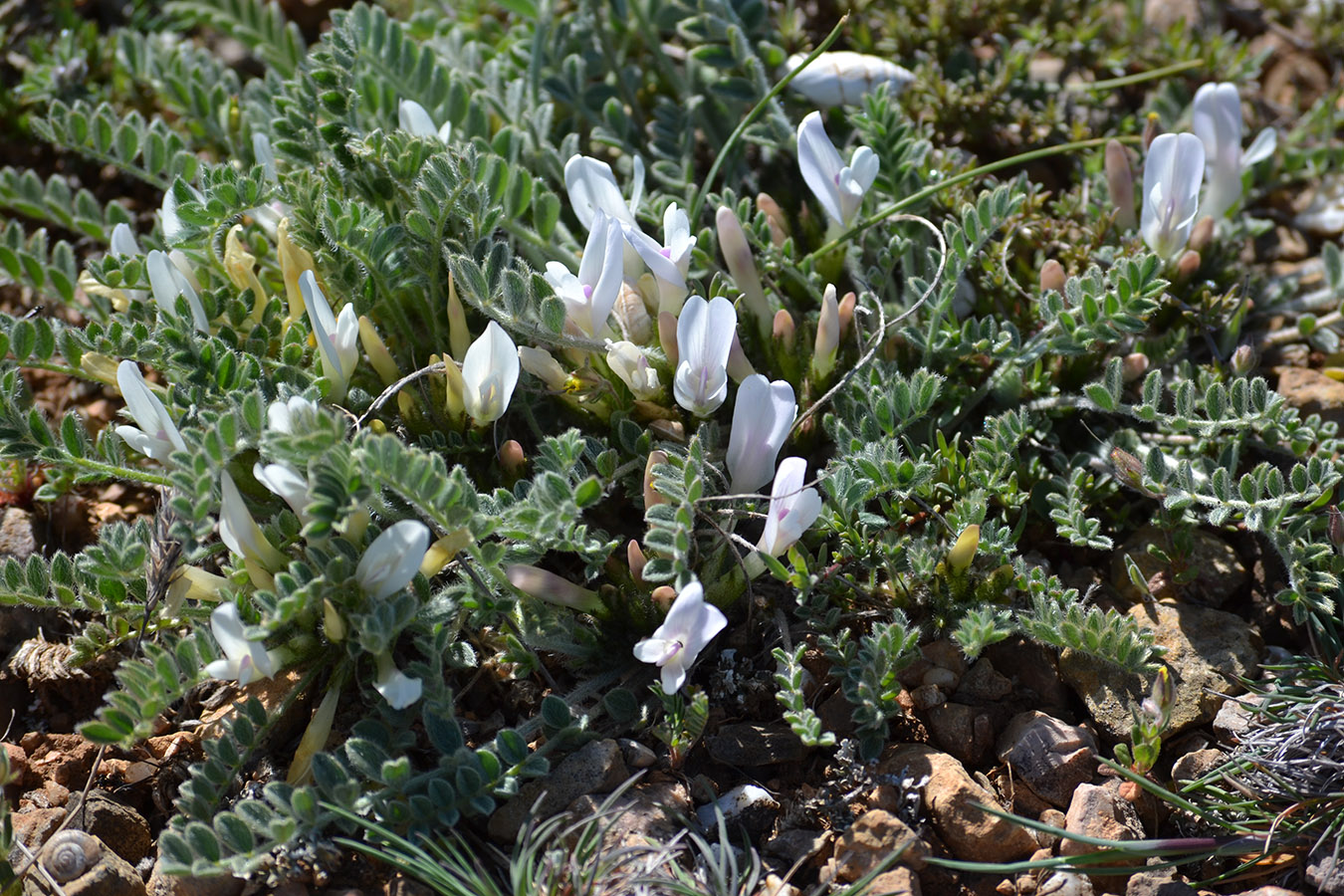 Изображение особи Astragalus rupifragus.