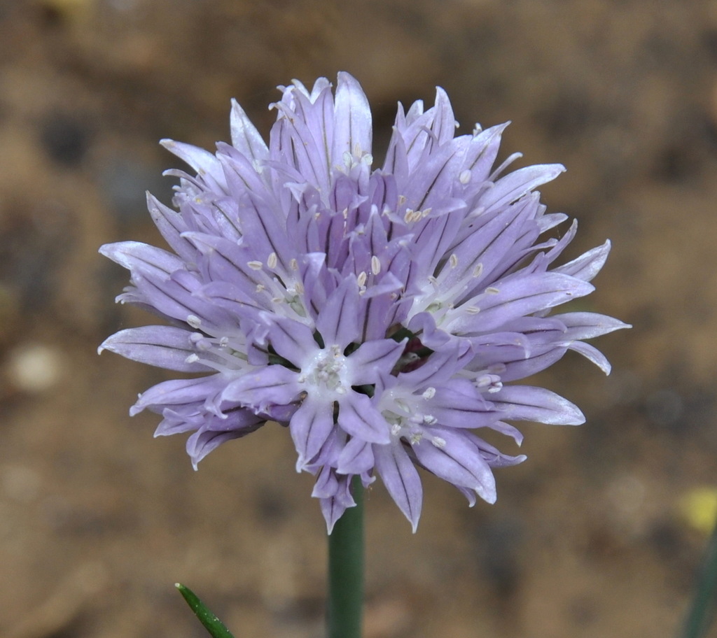 Image of Allium heldreichii specimen.