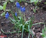 Muscari botryoides