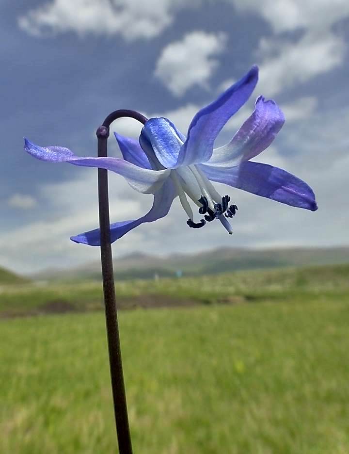 Image of Scilla rosenii specimen.