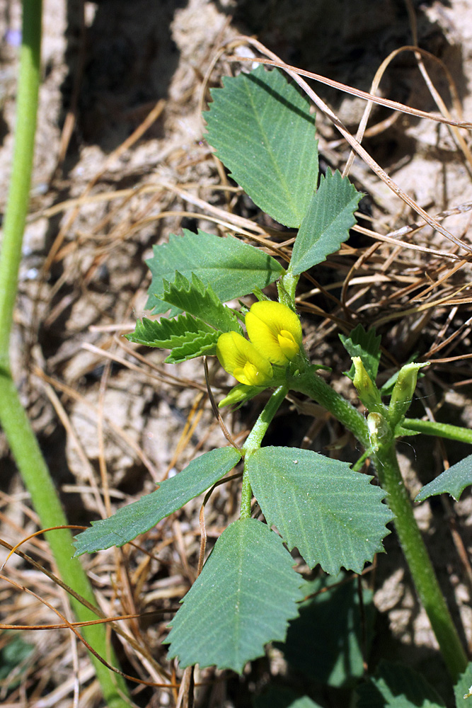 Image of Trigonella geminiflora specimen.