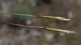 Stipa lithophila