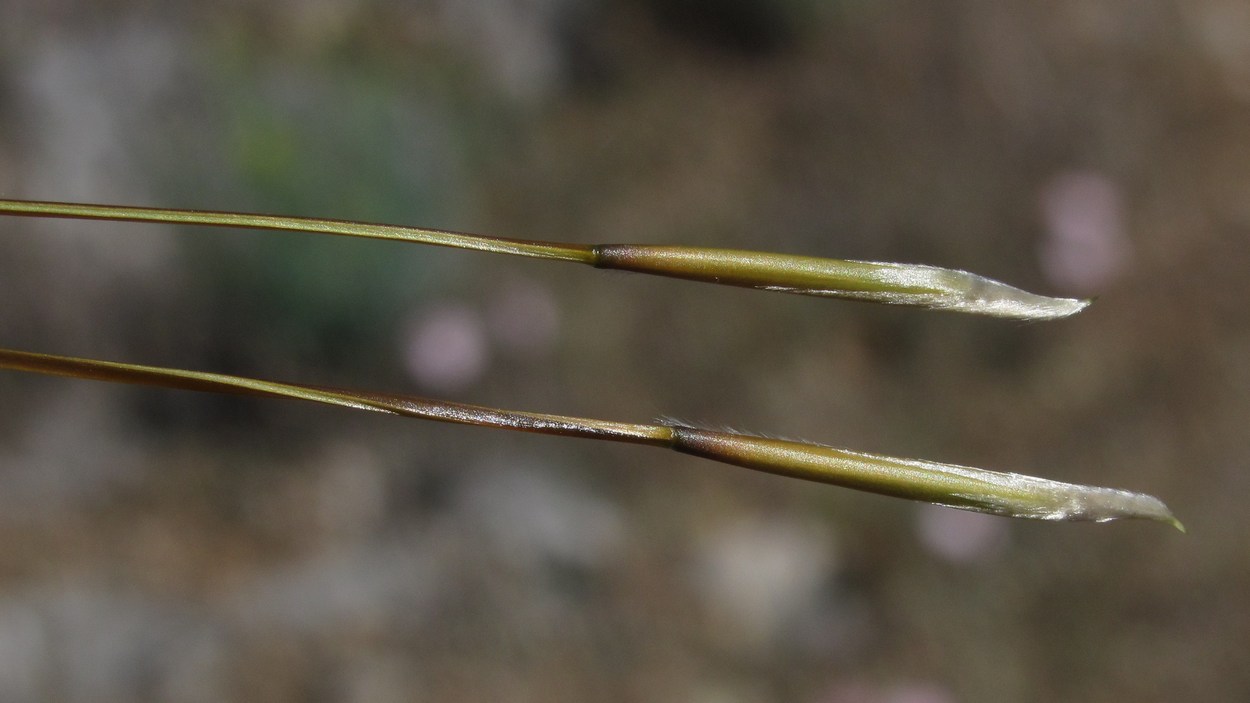 Image of Stipa lithophila specimen.