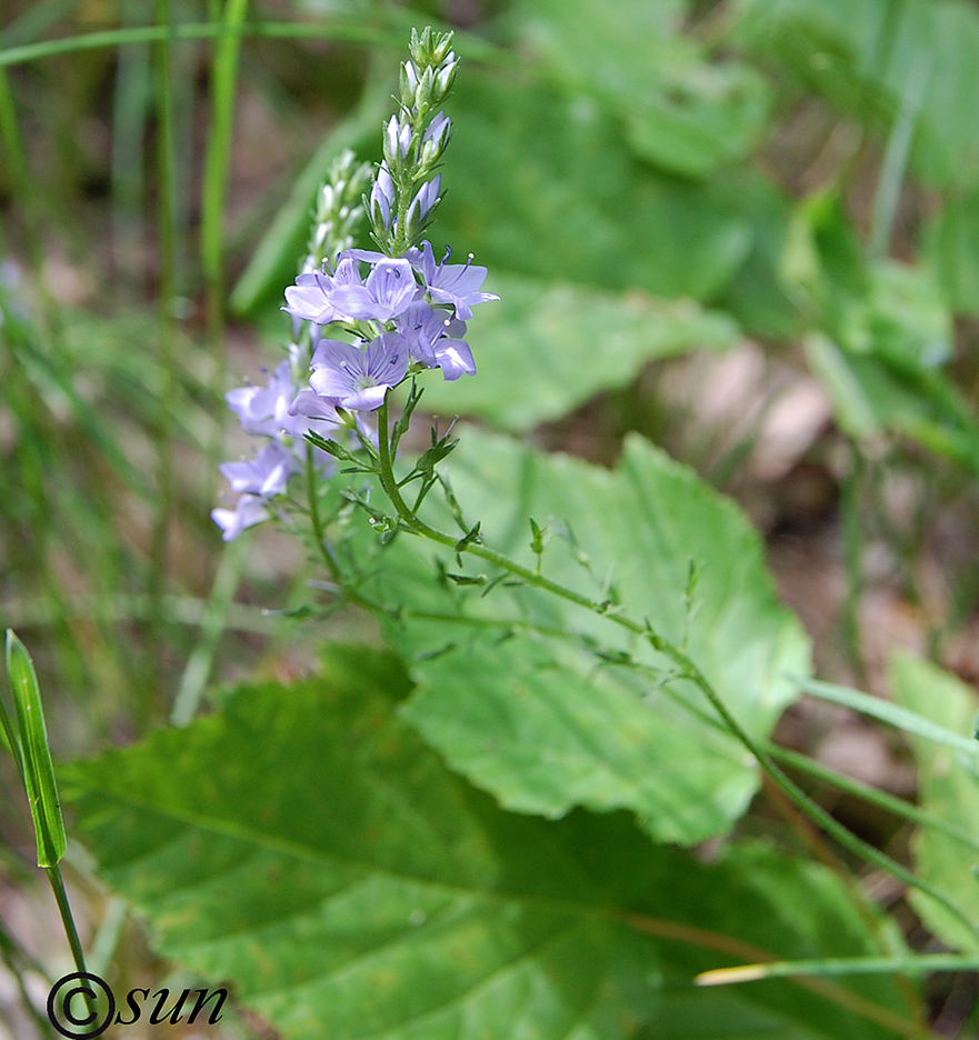 Image of Veronica capsellicarpa specimen.