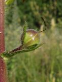 Verbascum blattaria