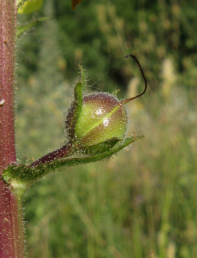 Image of Verbascum blattaria specimen.