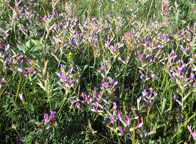 Изображение особи Astragalus macropus.