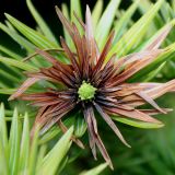 Cunninghamia lanceolata. Верхушка побега с развивающейся шишкой. Германия, г. Дюссельдорф, Ботанический сад университета. 04.05.2014.