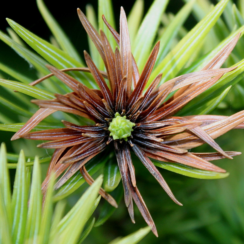 Изображение особи Cunninghamia lanceolata.