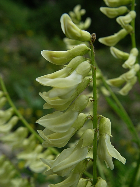 Image of Astragalus galegiformis specimen.