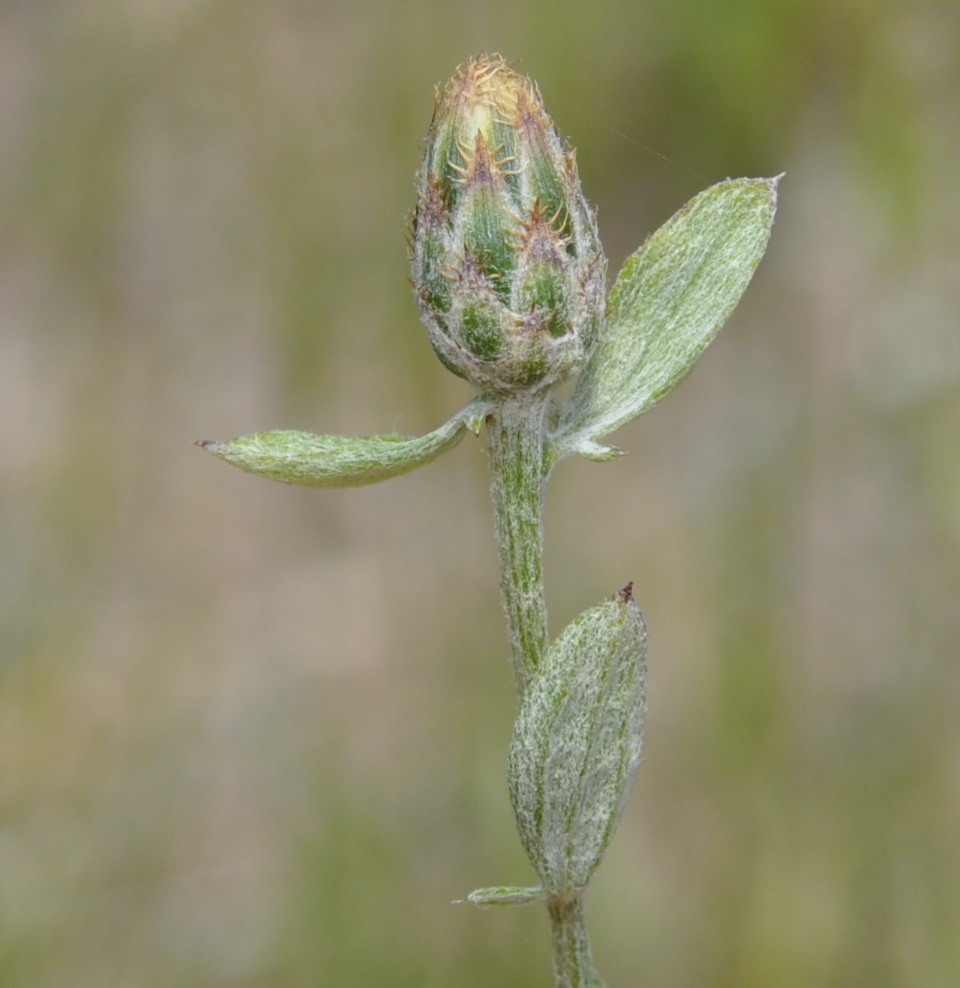 Изображение особи Centaurea cuneifolia.