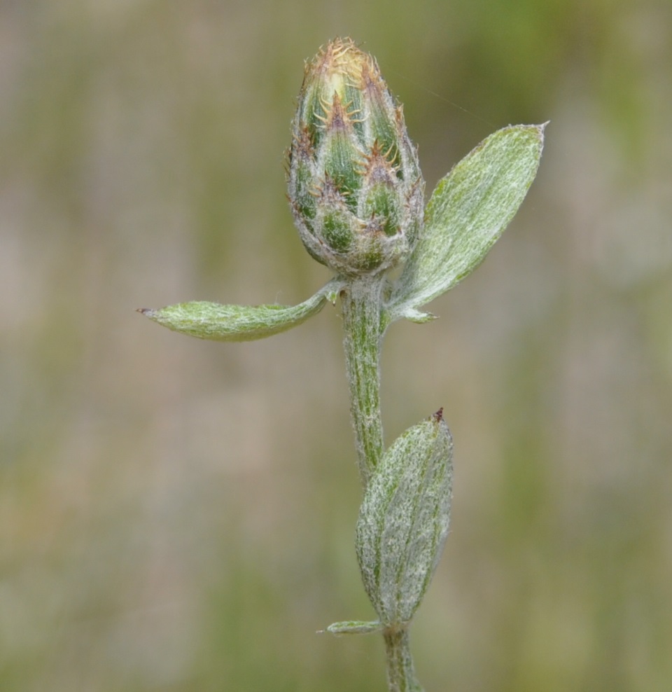 Изображение особи Centaurea cuneifolia.