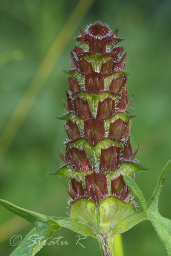 Image of Prunella × intermedia specimen.