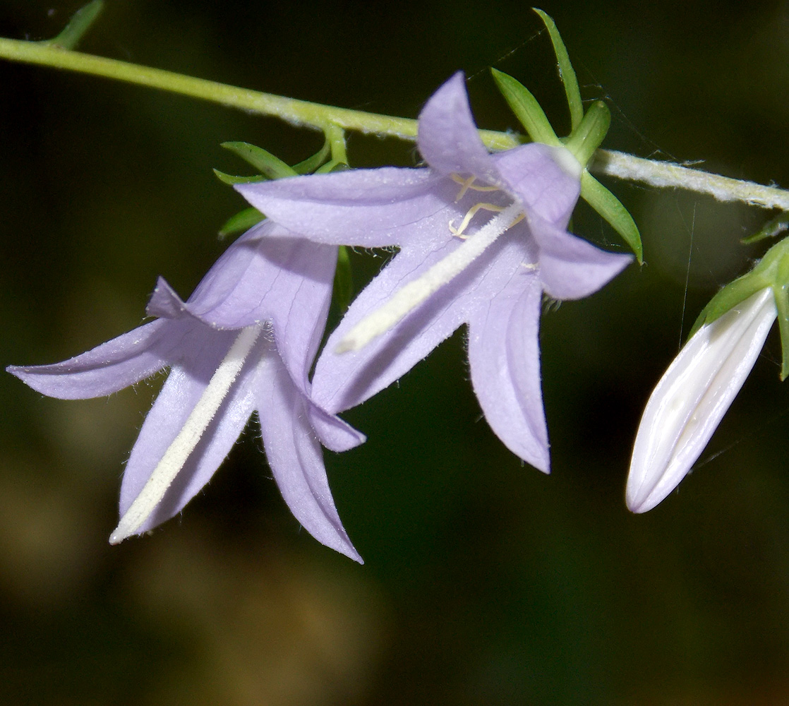 Image of Campanula rapunculoides specimen.