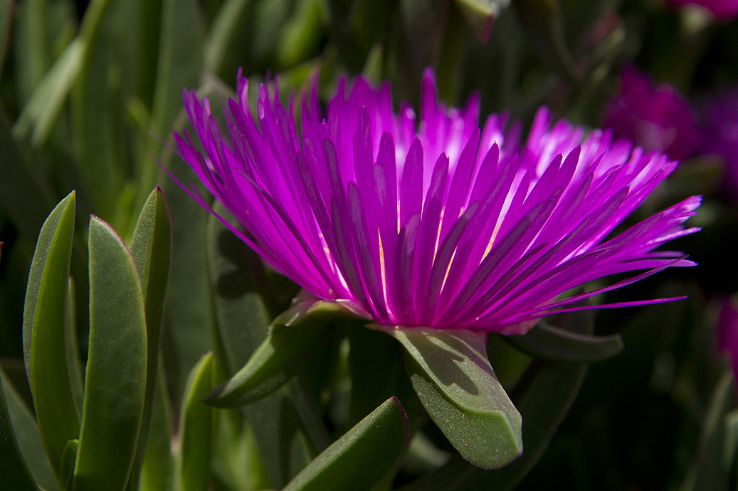 Изображение особи Carpobrotus acinaciformis.