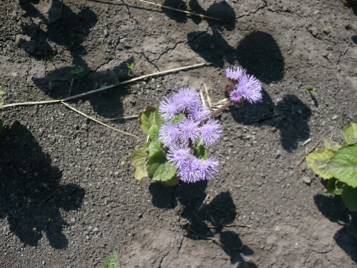 Image of Ageratum houstonianum specimen.