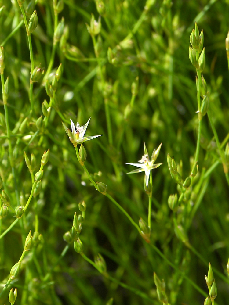 Изображение особи Juncus bufonius.