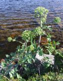 Archangelica officinalis. Плодоносящее растение. Кольский полуостров, горная тундра Восточного Мурмана, берег верхового озера. Август 2007 г.