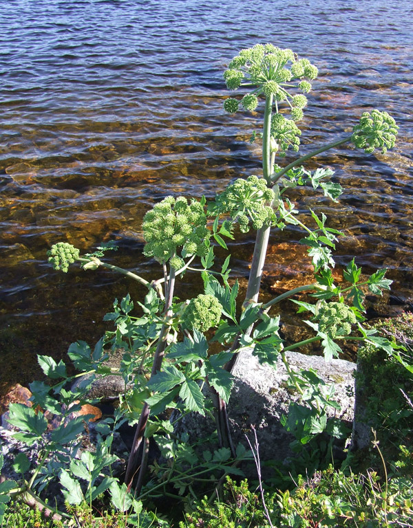 Изображение особи Archangelica officinalis.