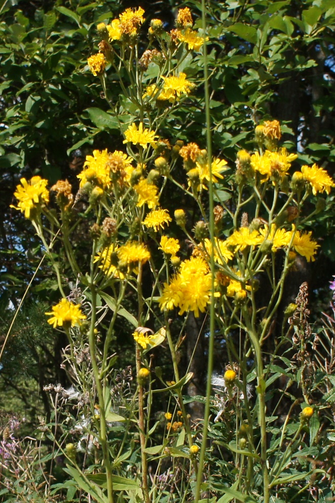 Image of Hieracium umbellatum specimen.