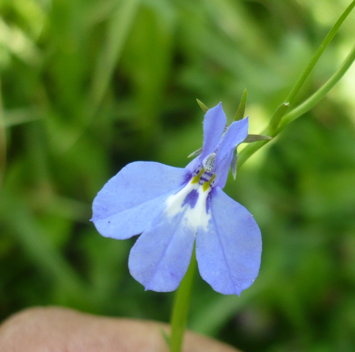 Изображение особи Lobelia erinus.