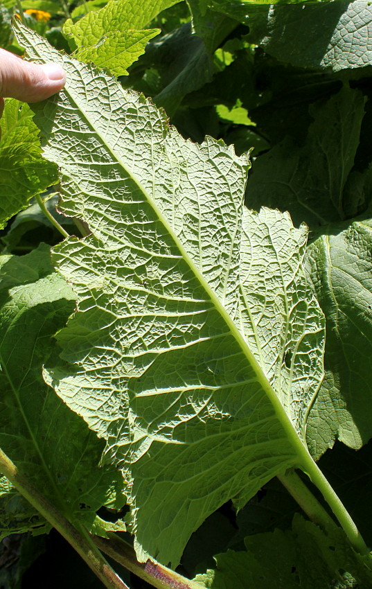 Image of Telekia speciosa specimen.