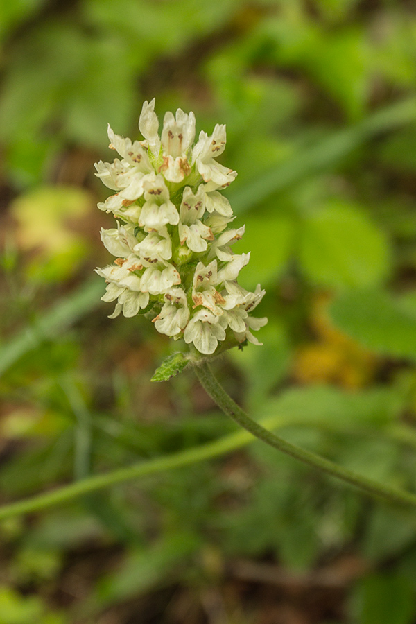Image of Betonica alopecuros specimen.