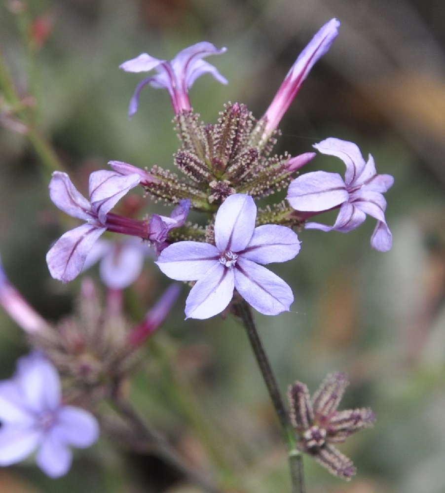 Изображение особи Plumbago europaea.