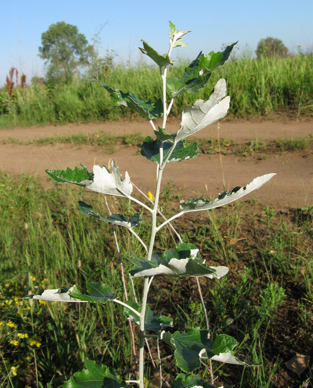 Image of Populus alba specimen.