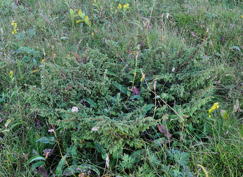 Изображение особи Juniperus communis.