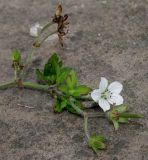 Geranium richardsonii. Верхняя часть отцветающего побега. Германия, г. Крефельд, Ботанический сад. 06.09.2014.