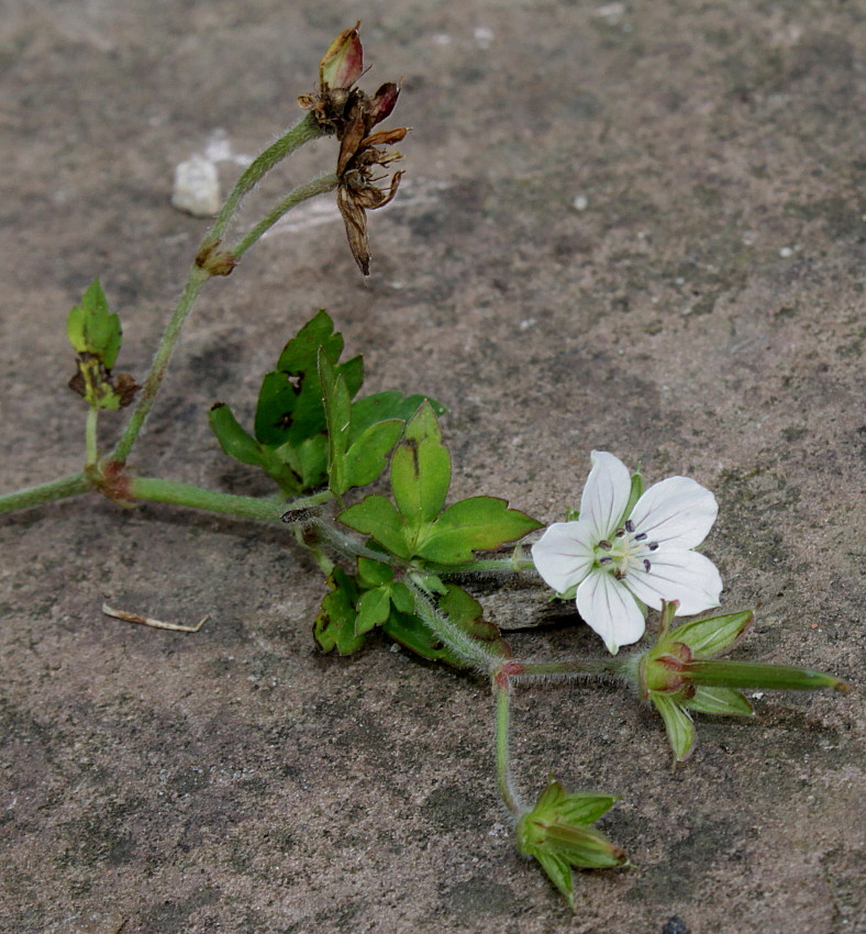 Image of Geranium richardsonii specimen.