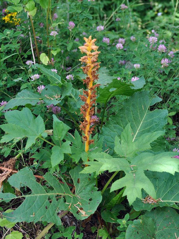 Image of Orobanche ingens specimen.