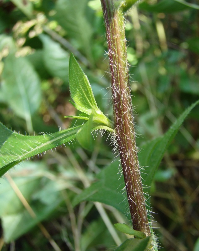 Image of Rudbeckia triloba specimen.