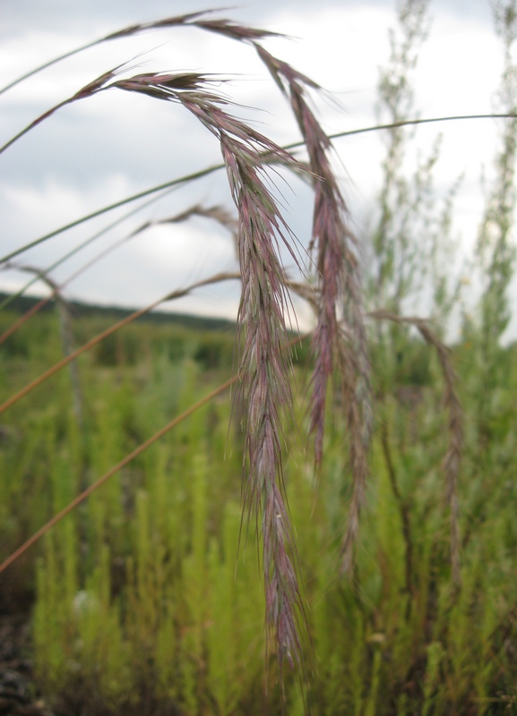 Изображение особи Elymus sibiricus.