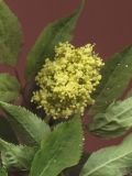 Sambucus racemosa