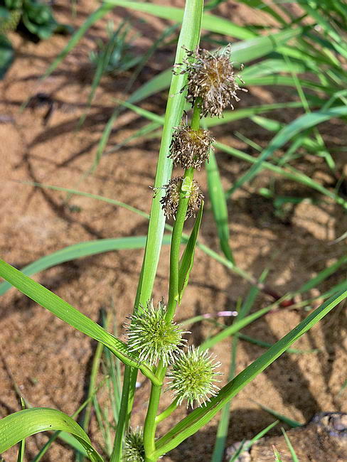 Image of Sparganium emersum specimen.