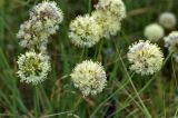 Allium tuvinicum. Соцветия. Юг Красноярского края, окр. г. Минусинск. 16.08.2009.